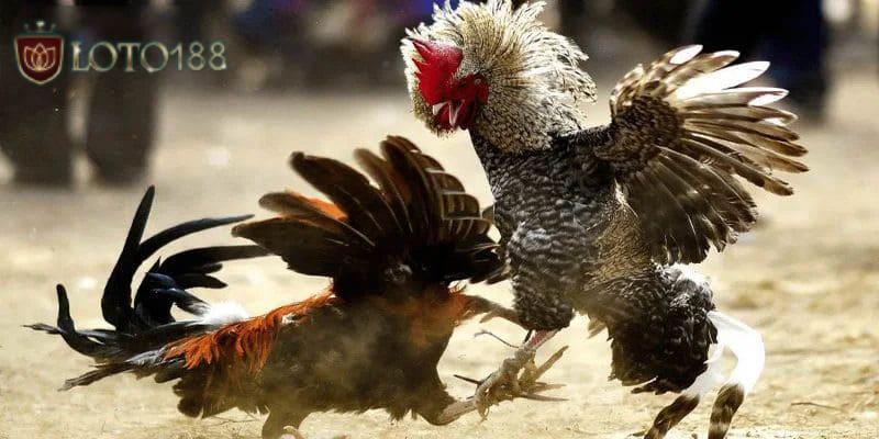 Nhiều phiên bản chọi kê đặc sắc góp mặt trong danh mục