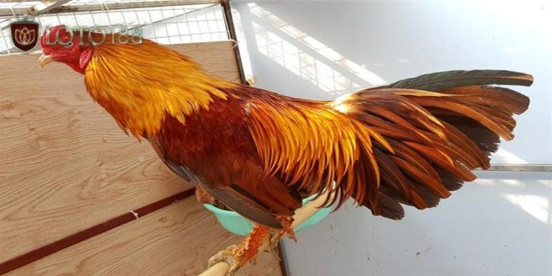 Gà đá vảy rồng chiến kê nổi bật nhất thị trường
