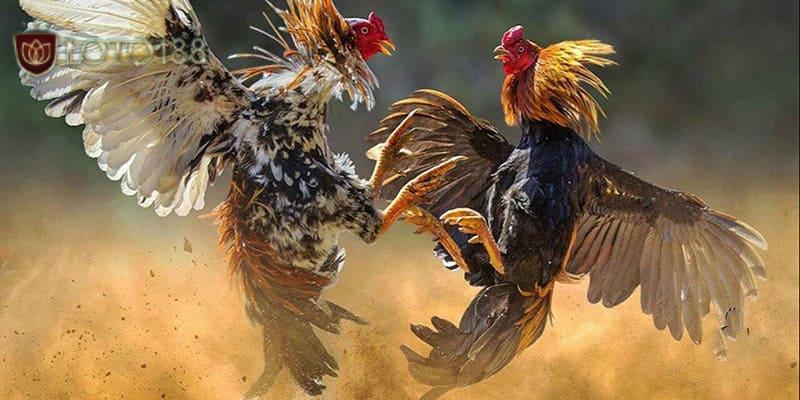 Nhiều cách đá hay đang được huấn luyện cho kê thủ