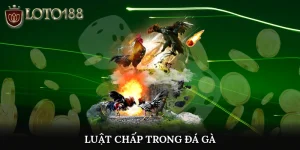 Luật chấp trong đá gà