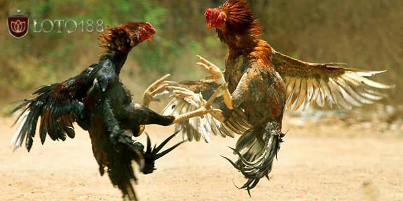 Nắm chắc luật chơi cũng là một mẹo để có chiến thuật tốt